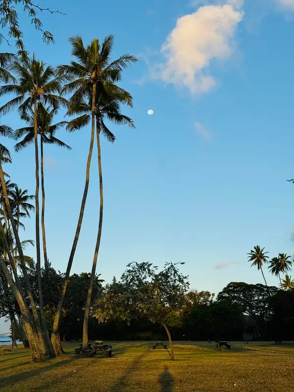 Palm Trees and Moon